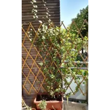 Natural  Decorative Plants