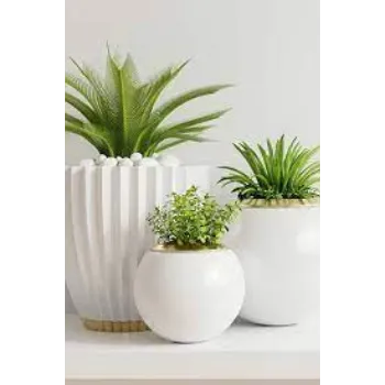 Natural Decorative Plants