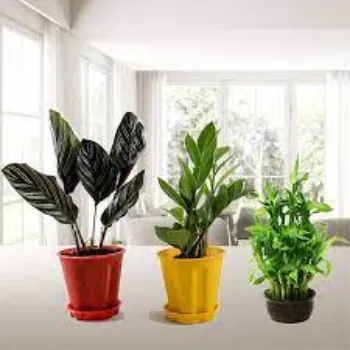 Organic Decorative Plants