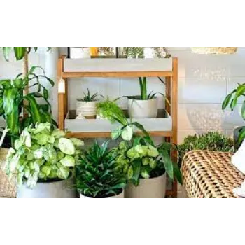 Natural Decorative Plants