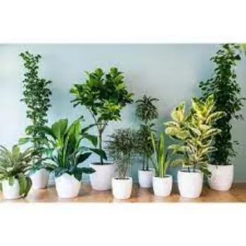 Natural Decorative Plants