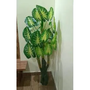 Organic Decorative Plants