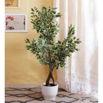 Natural Decorative Plants