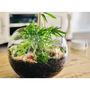 Organic Decorative  Plant