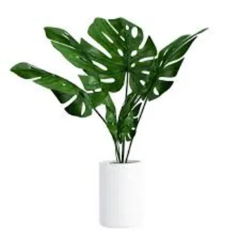 Organic Decorative Plant