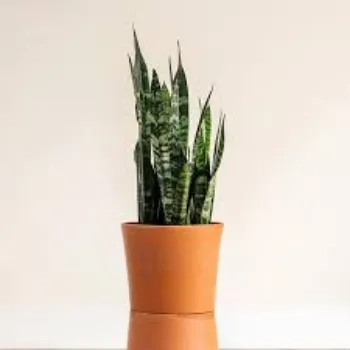 Natural Decorative Plant
