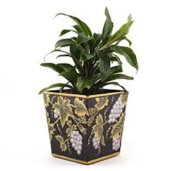 Organic Decorative Plants