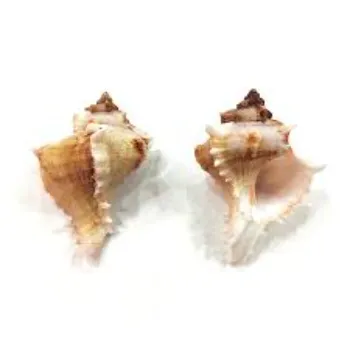 Ami Decorative Shankh