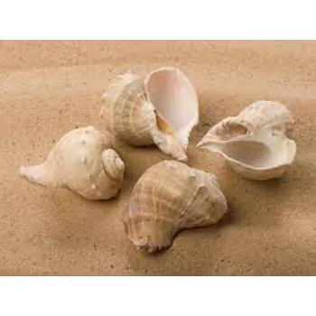  Lorfy Decorative Shankh