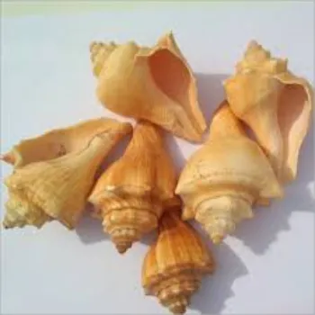 World Decorative Shankh