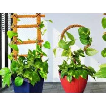 Natural Decorative Plant