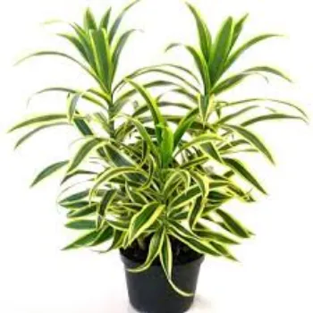 Fresh Decorative Plant