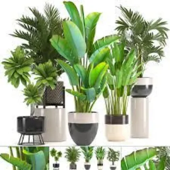 Natural Decorative Plant