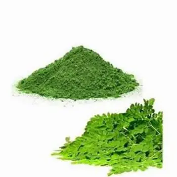 Frseh Dhaniya Patta Powder