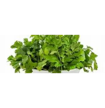 Fresh Dhaniya Patta Powder