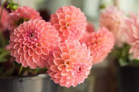 Dahlia plant
