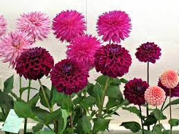 Dahlia plant 