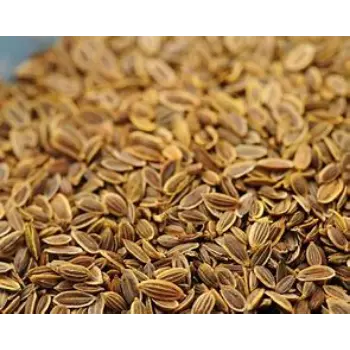 Dill Seeds
