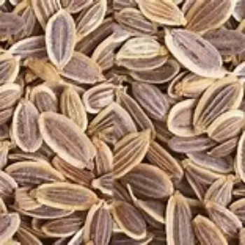 Dill Seeds
