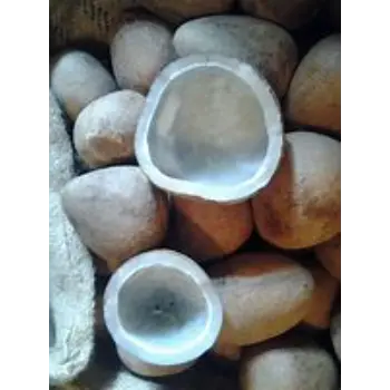 Dried Coconut Manufacturer, Wholesaler, and Trader