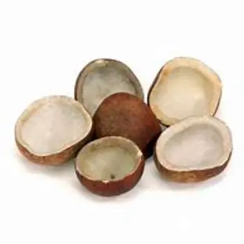 Dried Coconut Manufacturer, Exporter, and Trader