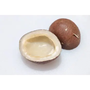 Common Dried Coconut Manufacturer, Wholesaler, and Trader