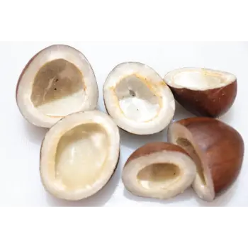  Fresh Dried Coconut Exporters, Wholesaler, and Trader