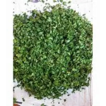 Natural Dried Coriander Leaves