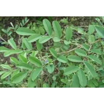 Organic Dried Indigo Leaves