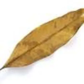 Organic Dried Mango Leaves