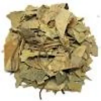 Natural Mango Leaves