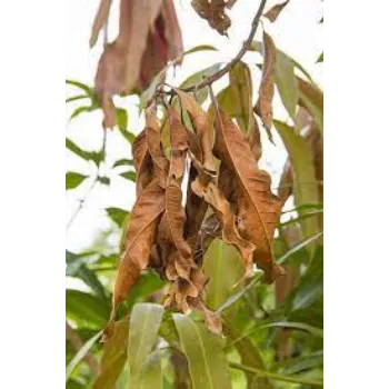 Organic Dried Mango Leaves