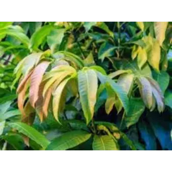 Dried Mango Leaves