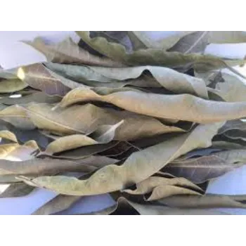 Organic Mango Leaves