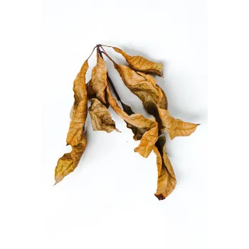  Dried Tulsi Leaves