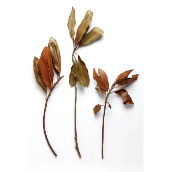 Natural Dried Tulsi Leaves