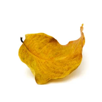 Natural  Dried Tulsi Leaves