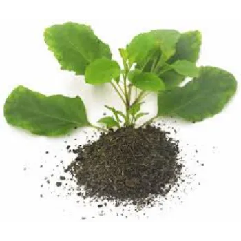 Organic Tulsi Leaves