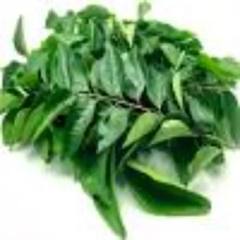Rare  Dry Curry Leaves