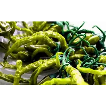 Fresh Dry Green Chilli