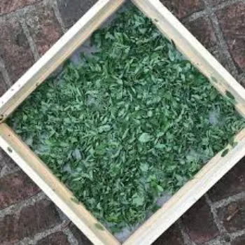 Natural Dried Indigo Leaves