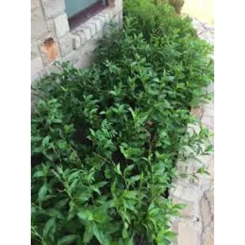 Common Indigo Leaves