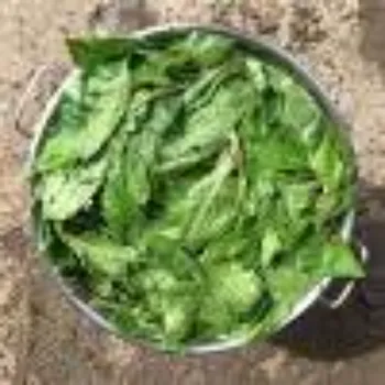 Natural Dry Indigo Leaves