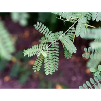 Dry Indigo Leaves