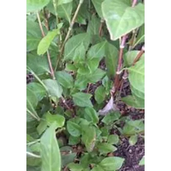Natural Dry Indigo Leaves