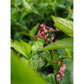 Green Dry Indigo Leaves