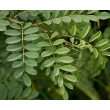 Natural  Dry Indigo Leaves