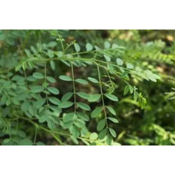 A.p. Flower Mart  Dry Indigo Leaves