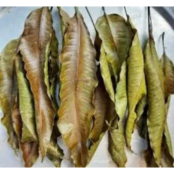 Dried Mango Leaves