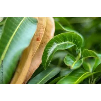 Common Mango Leaves
